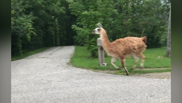 Llama on the loose