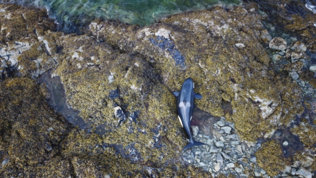Salva un’orca morta su un’isola al largo della costa della Columbia Britannica
