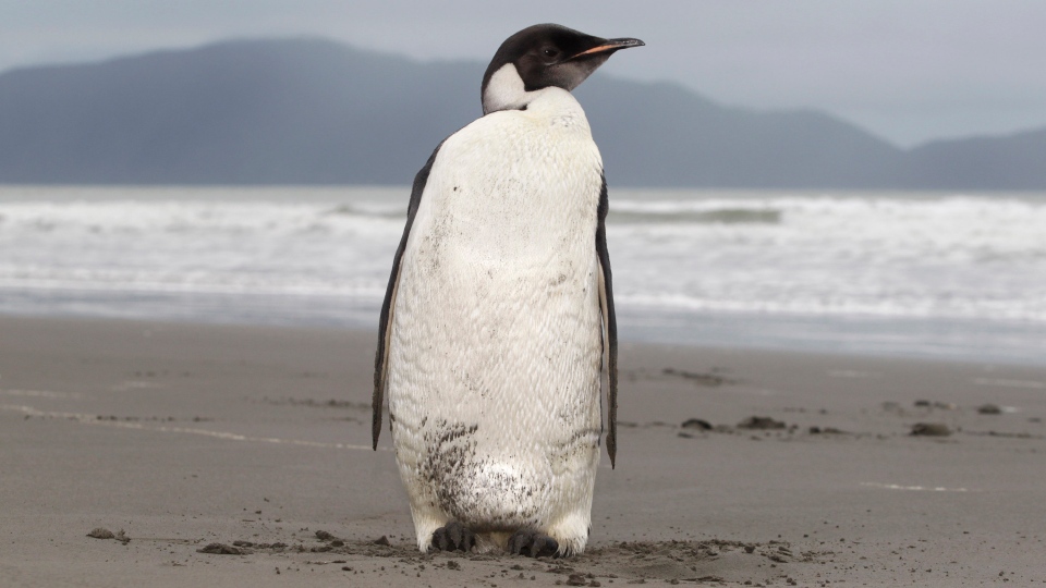 an Emperor penguin