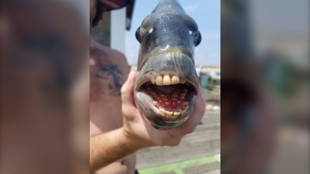 Pesca de peces con dientes humanos en Carolina del Norte