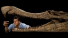 In this image released by National Geographic, National Geographic Explorer-in-Residence Paul Sereno, enveloped by the jaws of SuperCroc, holds the fossil head of DogCroc. DogCroc, along with four other newly described crocs, lived in the Sahara when the 8-ton SuperCroc did, at a time when dinosaurs ruled. (AP Photo/National Geographic, Mike Hettwer)
