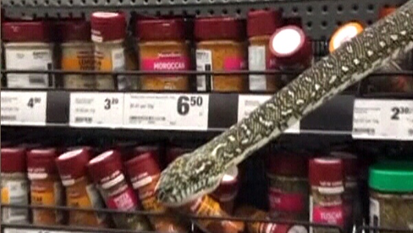 Snake emerges from store shelf in Australia
