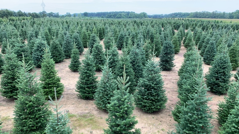 Sloan's Christmas Tree farm in Chatham-Kent. (Chris Campbell/CTV Windsor)