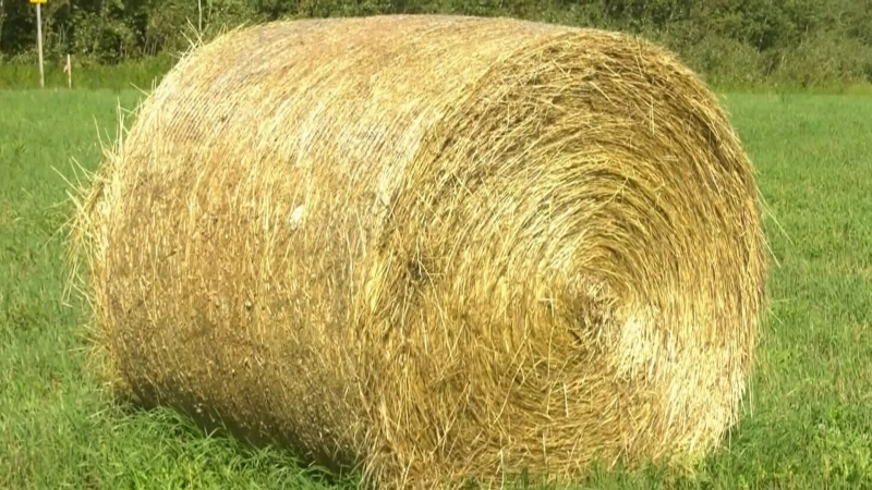 Dozens of hay bales promised to charity stolen