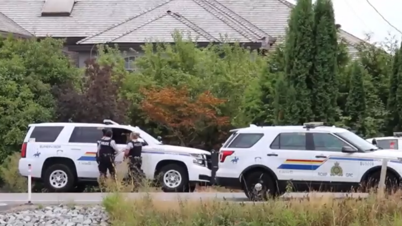 The BC Conservation Officer Service says it is investigating a possible "animal attack" after a woman's body was found in a blueberry field in Pitt Meadows. (CTV)