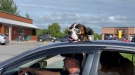 Sir George the St. Bernard travels through Ottawa with owner Ken Longchamps, passing out smiles as well as summer vibes. Ottawa, Aug. 24, 2021. (Tyler Fleming / CTV News) 