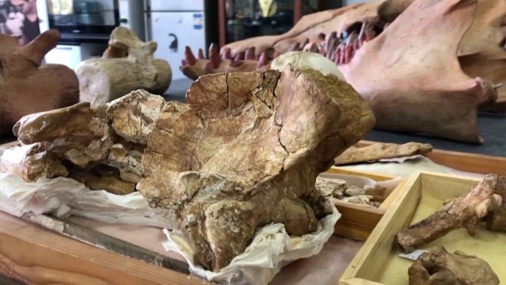 Fossil of four-legged whale found in Egypt