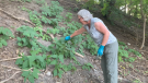 Sandy Hill resident Jane McNamara resident clearing Japanese knotweeds, an invasive plant, from a hillside. (Jackie Perez / CTV News Ottawa)