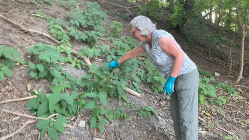 Sandy Hill resident Jane McNamara resident clearing Japanese knotweeds, an invasive plant, from a hillside. (Jackie Perez / CTV News Ottawa)