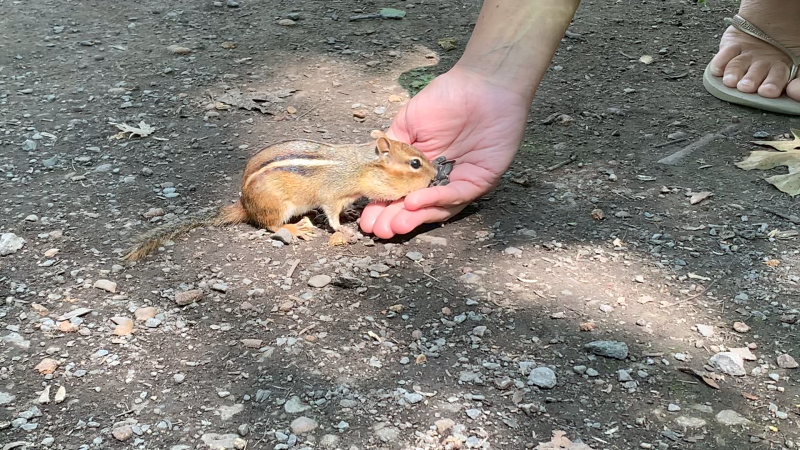 Feeding animals teaches them new behaviours and discourages them from foraging for their own food in the wild. (Jackie Perez / CTV News Ottawa)