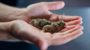 Cannabis is seen in this file photo. (Pexels/Kindel Media)