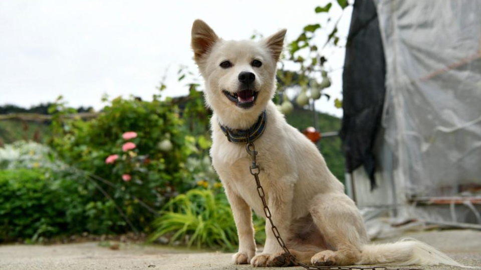 A dog that saved its owner&#39;s life appointed South Korea&#39;s first honorary  rescue dog | CTV News