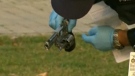 Police investigators found a revolver near Queen's Park on Sunday, Nov. 22, 2009.