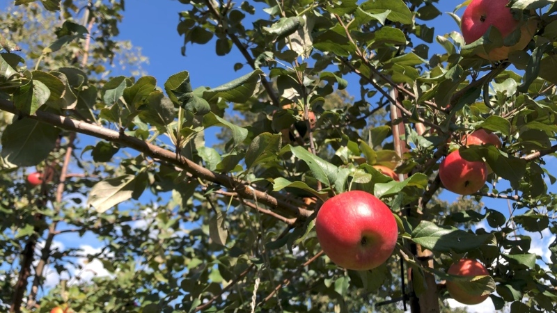 Apple picking season is underway at Mountain Orchards in Mountain, Ont. (Dave Charbonneau/CTV News Ottawa)