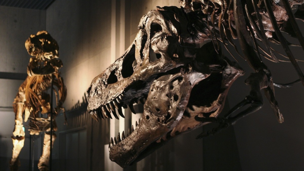 SUE the T. rex