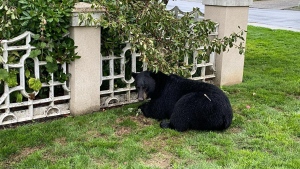 A bear named Rufus was killed in Lynn Valley by conservation officers after it appeared to be food conditioned. (Danielle/North Shore Black Bear Society/Facebook)
