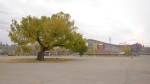The Stampede Elm is estimated to be 125 years old but will soon have to come down to make way for the new Calgary Flames arena and event centre.