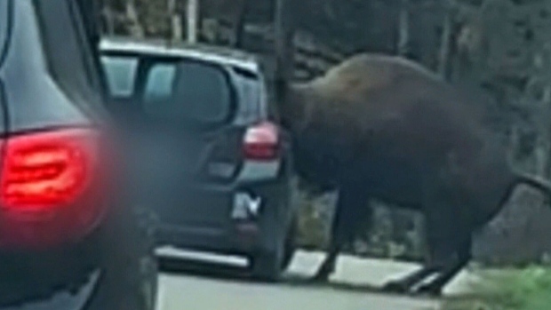 Ottawa hospitals suspend 200 unvaccinated employees and a bison gets head stuck in a car window: Top five stories this week
