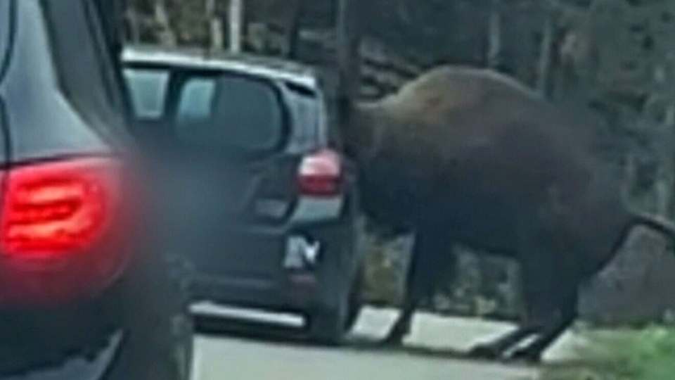 Bison gets head stuck inside car window