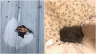 A hole from a meteorite, left, and the meteorite resting on a bed inside a residential building in Golden, B.C., are shown in photos captured by Ruth Hamilton and provided to The Canadian Press.