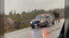 Moose appears to get police escort down Highway 69. Oct. 2/21 (Bailey Badgerow)