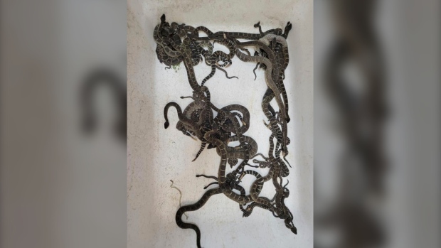 Más de 90 serpientes de cascabel fueron encontradas debajo de una casa en California