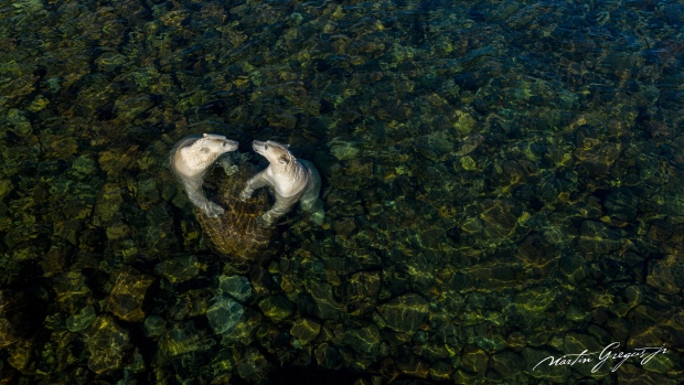 Vancouver man’s summer polar bear pics win prestigious prize