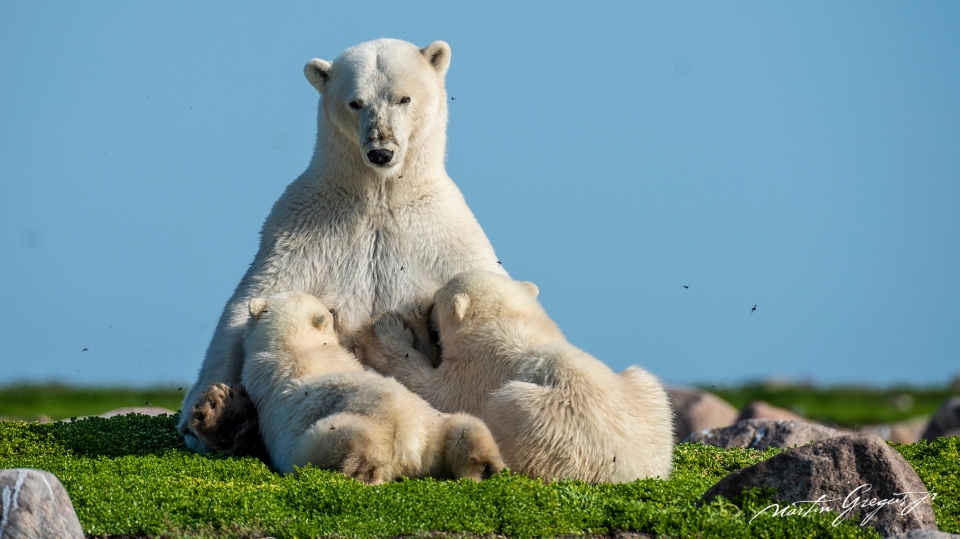Martin Gregus polar bears 3