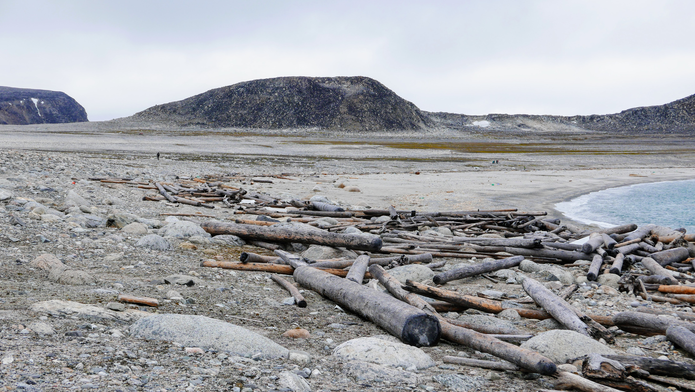 Driftwood on a Svalbard beach