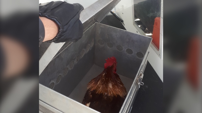Ottawa Bylaw says it has responded to 93 calls for chickens in Ottawa so far in 2021, compared to 73 the year before and 39 in 2019. (Photo via Ottawa Bylaw/Twitter)