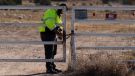 A security guard manning the entrance to the Bonanza Creek Ranch film set locks the gate after turning away workers who came to pick up equipment in Santa Fe, N.M., Monday, Oct. 25, 2021. (AP Photo/Jae C. Hong)