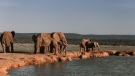 Elephants are seen in this file image. (Pexels)