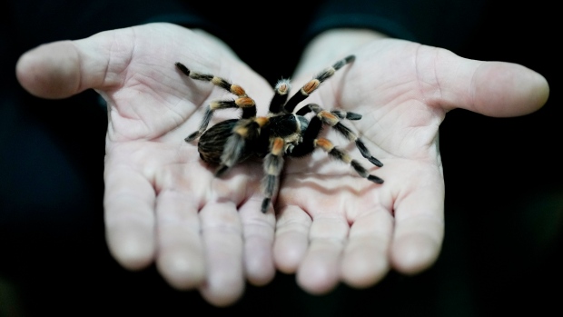 Nature Conservancy says some spooky species get unfair bad rap at Halloween time