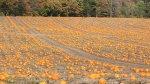 Oct_8_Milt Everitt_Pumpkins.jpg