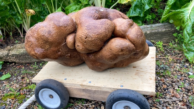 Doug kentang Selandia Baru yang jelek bisa menjadi yang terbesar di dunia
