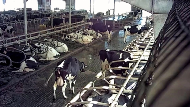 B.C. farm has dairy licence suspended amid animal cruelty allegations