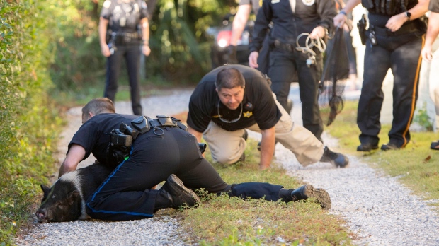 'Like a Renaissance painting': Dramatic photos show Florida police trying to catch loose pig