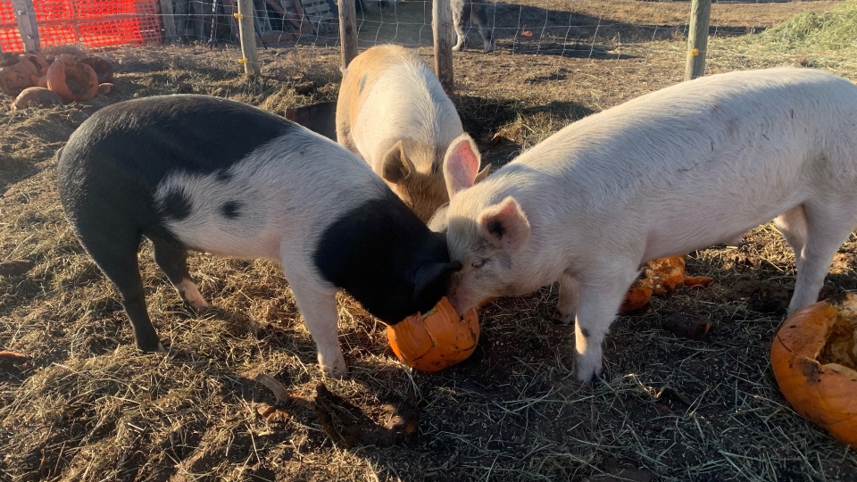 pigs eating pumpkins