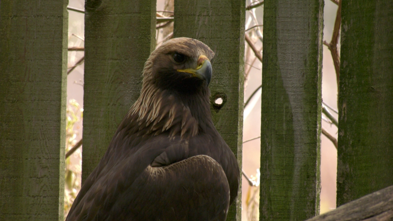A rare and endangered golden eagle is recovering from a lung infection at a Napanee, Ont. conservation centre. (Kimberley Johnson/CTV News Ottawa)