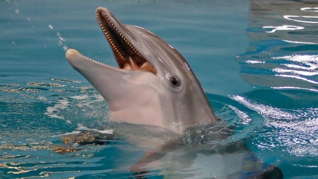 La star di “Dolphin Tail” muore di intestino contorto