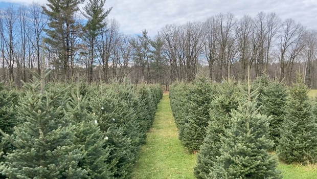 Christmas trees in high demand as eastern Ontario tree farms prepare for a busy holiday season