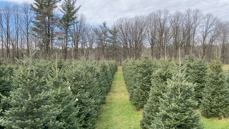 Cedar Hill Christmas Tree Farm near Pakenham, Ont. (Dylan Dyson/CTV News Ottawa)