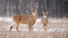 A stock photo of a white-tailed deer buck and doe in snow in southern Minnesota. (Getty Images)
