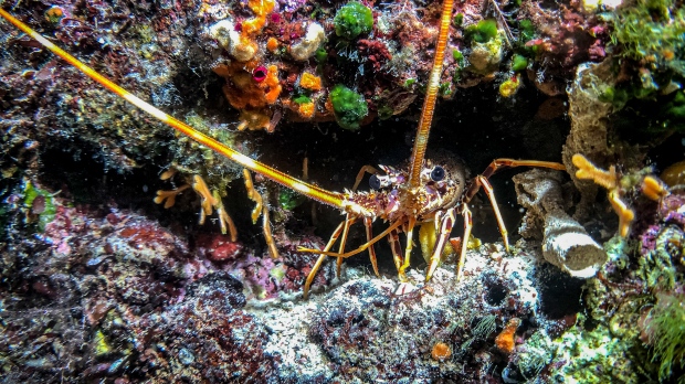 Gurita, lobster, dan kepiting adalah makhluk hidup yang layak dilindungi, kata Inggris