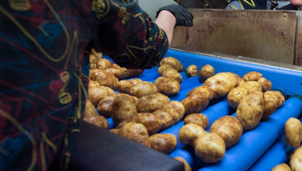 PEI: Industri kentang limbo setelah pengiriman ditangguhkan