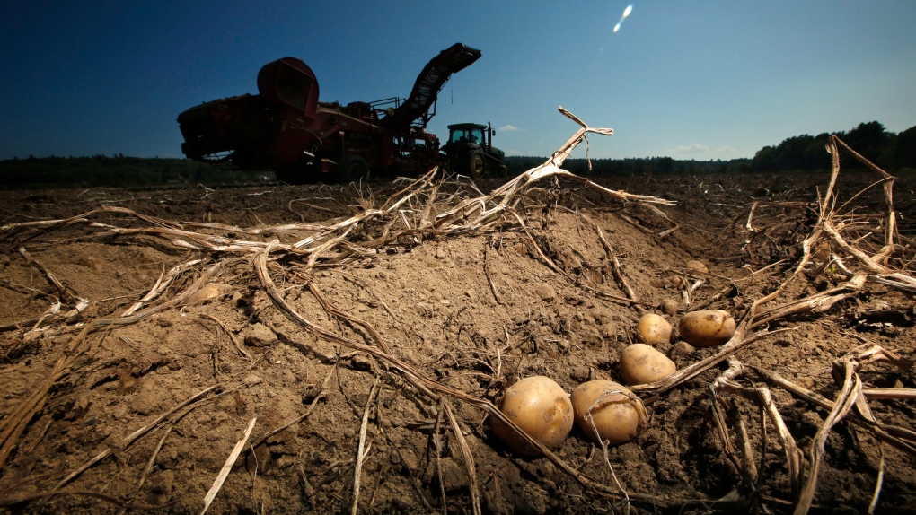 Potatoes await harvesting in Maine