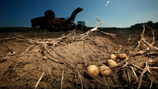 Researchers try producing potatoes resistant to climate change