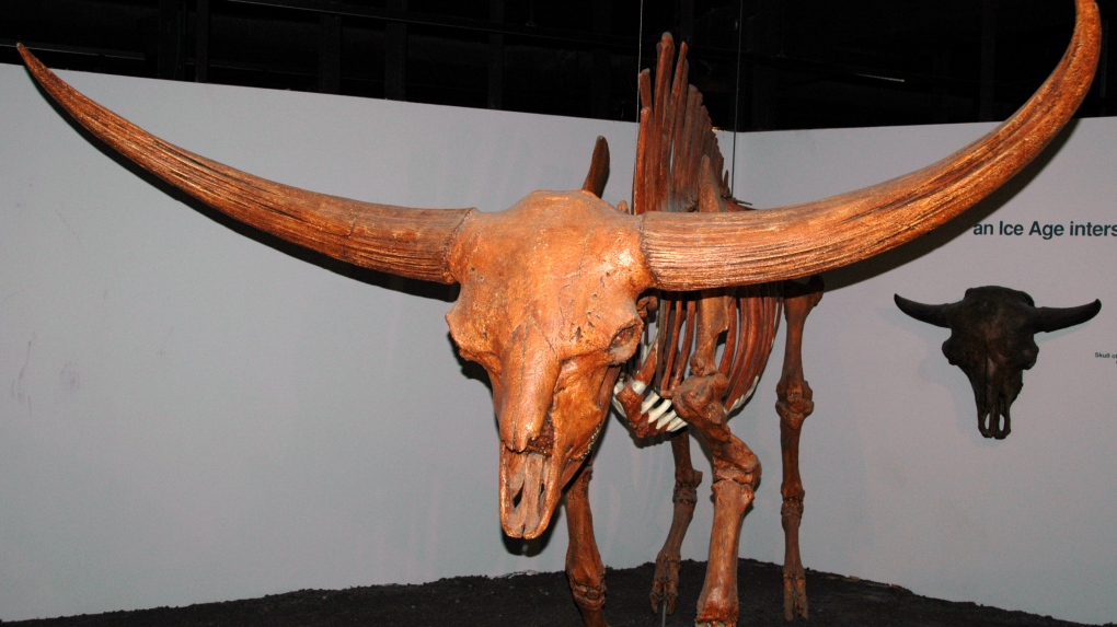 Giant bison fossil