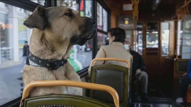 All dogs should be allowed on the metro, says Montreal SPCA