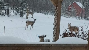 Deers on snowy Onanole. Photo by Wendy Audet.